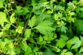 Artemisia Lactiflora, herbs