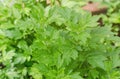 Fresh green white mugwort in the garden