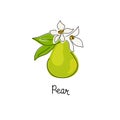 Fresh, green whole and halved pear, leaves, fruits on a white background. Doodle Royalty Free Stock Photo