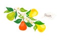 Fresh, green whole and halved pear, leaves, fruits on a white background. Doodle Royalty Free Stock Photo