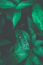 Fresh Green Wild Forest Plants. Wet Leaves after Rain with Water Drops. Botanical Nature Background. Wallpaper Poster. Royalty Free Stock Photo