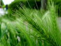 Fresh green wild grass ear close-up with seeds. Royalty Free Stock Photo