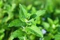 Fresh green wild mint Royalty Free Stock Photo