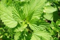 Fresh green wild mint Royalty Free Stock Photo