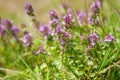 Fresh green Wild Thyme herbs Thymus Vulgaris with light lilac flowers growing in the meadow. Selective Focus. Shallow DOF