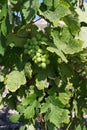 Fresh green wine grapes Royalty Free Stock Photo