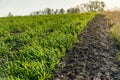 Fresh green winter crops in spring on a black soil field Royalty Free Stock Photo