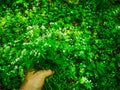 fresh green woodruff helding in a hand in the green forest