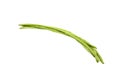 Fresh green yardlong beans asian vegetable Royalty Free Stock Photo