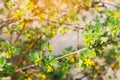 Fresh green young branches and currant leaves, the concept of spring, a green bush. flowering currant