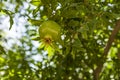 Fresh green young fruit of a pomegranate on a branch against Royalty Free Stock Photo