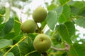 Fresh green young fruits of walnut on a tree branch with leaves. Royalty Free Stock Photo
