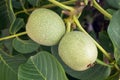 Fresh green young fruits of walnut on a tree branch with leaves. Royalty Free Stock Photo