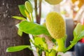 Fresh green young jackfruits Artocarpus heterophyllus growing on the jackfruit tree. Royalty Free Stock Photo