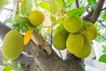 Fresh green young jackfruits Artocarpus heterophyllus growing on the jackfruit tree.