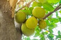 Fresh green young jackfruits Artocarpus heterophyllus growing on the jackfruit tree.