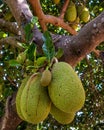 Fresh green young jackfruits Artocarpus heterophyllus growing on the jackfruit tree