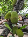 Fresh green young jackfruits