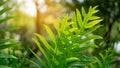 Fresh green young leaf the Wart fern of hawaii spreading to sunlight on succulent greenery leaves blurred backgrounds, tropical pl