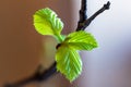 Fresh green young leaves of birch tree in spring Royalty Free Stock Photo