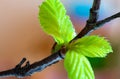 Fresh green young leaves of birch tree in spring Royalty Free Stock Photo