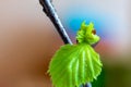 Fresh green young leaves of birch tree in spring Royalty Free Stock Photo