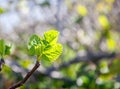 Fresh green young leaves on a tree branch in sunlight, beautiful