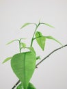 Fresh green young lemon leaves. Green and young lemon leaves