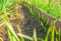 Fresh green young onions growing in a row next to garlic in two rows Royalty Free Stock Photo