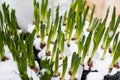 Fresh green young sprouts of narcissus and tulips flowers under the snow for sale on the flower market Royalty Free Stock Photo