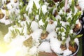 Fresh green young sprouts of narcissus and tulips flowers under the snow for sale on the flower market, toned with sunlight Royalty Free Stock Photo