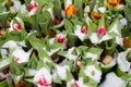 Fresh green young sprouts of tulips flowers under the snow for sale on the flower market. Preparations for March 8 and St.