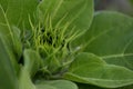 Fresh green young sunflower in bloom closeup. Green baby sunflower ready to bloom and the leaves background. Nature green.full