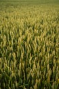 Fresh green young unripe juicy spikelets of rye on a agriculture field. Oats, rye, barley. Harvest in spring or summer