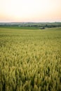 Fresh green young unripe juicy spikelets of rye on a agriculture field. Oats, rye, barley. Harvest in spring or summer