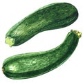 Fresh green zucchini or courgette isolated isolated, two objects, watercolor illustration on white Royalty Free Stock Photo