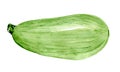 Fresh green zucchini. Food watercolor illustration isolated on white background