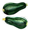 Fresh green zucchini isolated on white background Royalty Free Stock Photo