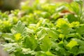Fresh greenery foliage of Celery plant or baby Smallage spreading in the cray pottery on blurry background Royalty Free Stock Photo