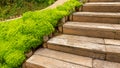 Fresh greenery foliage of needle-like leaves of Sedum angelina plant or stonecrop spreading beside a wooden stair