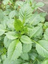 Fresh greenery in the garden taken from the top cornerÃ¯Â¿Â¼