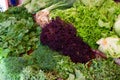 Fresh greenery at vegetable market