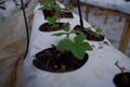 Fresh greenhouse plants inside the greenhouse