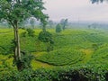 The Fresh Greenie Tea Plantation Royalty Free Stock Photo