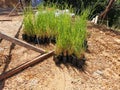 Fresh and greenish vetiver grasses ready to plant on the mountain hill to avoid erosion in Penampang, Sabah. Malaysia. Borneo.
