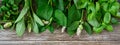 Fresh greens and herbs, harvested from the garden. Herbs for making herbal tea