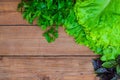 Fresh greens: lettuce, basil, parsley on a wooden table, free sp