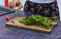 Fresh greens parsley, coriander, cilantro and leaves beetroot ingredients on a wooden board next to a red knife. Female Royalty Free Stock Photo