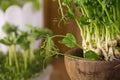 Fresh greens, pea sprouts young healthy food vitamin diet