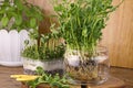 Fresh greens, pea sprouts young healthy food vitamin diet